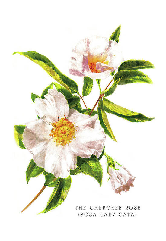 Flower Poster featuring the painting The Cherokee Rose (Rosa Laevicata) by Unknown