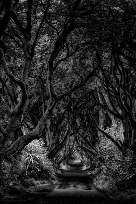 Dark Poster featuring the photograph The Dark Hedges by Ashley Sowter