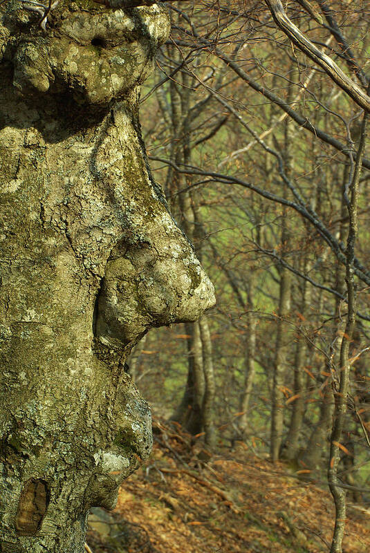 Natura Poster featuring the photograph The Face Of The Tree by Simone Lucchesi