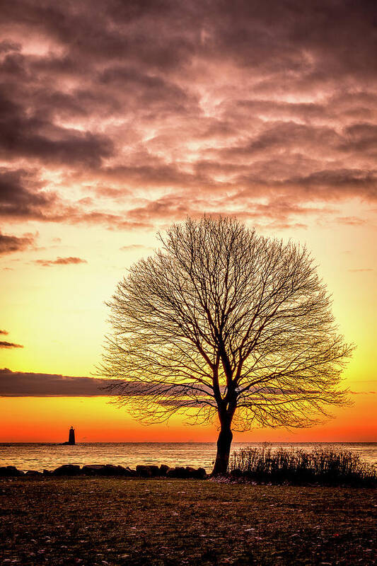 New Hampshire Poster featuring the photograph The Tree by Jeff Sinon