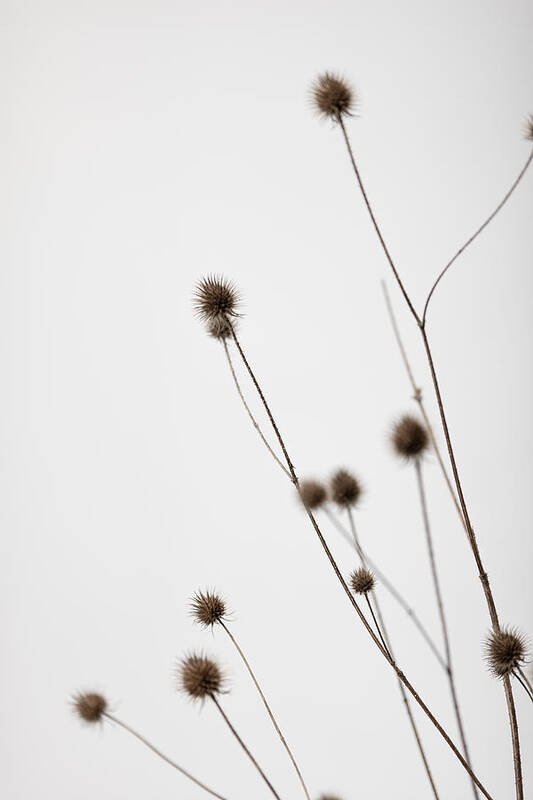 Thistle Poster featuring the photograph Thistle Grey 01 by 1x Studio Iii