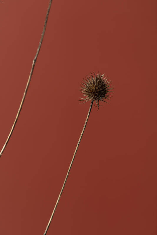 Thistle Poster featuring the photograph Thistle Rust Red 03 by 1x Studio Iii