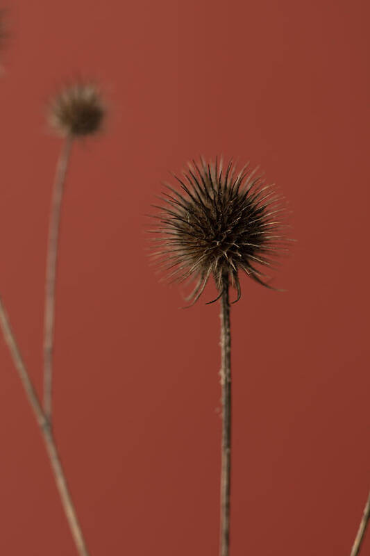 Thistle Poster featuring the photograph Thistle Rust Red 04 by 1x Studio Iii