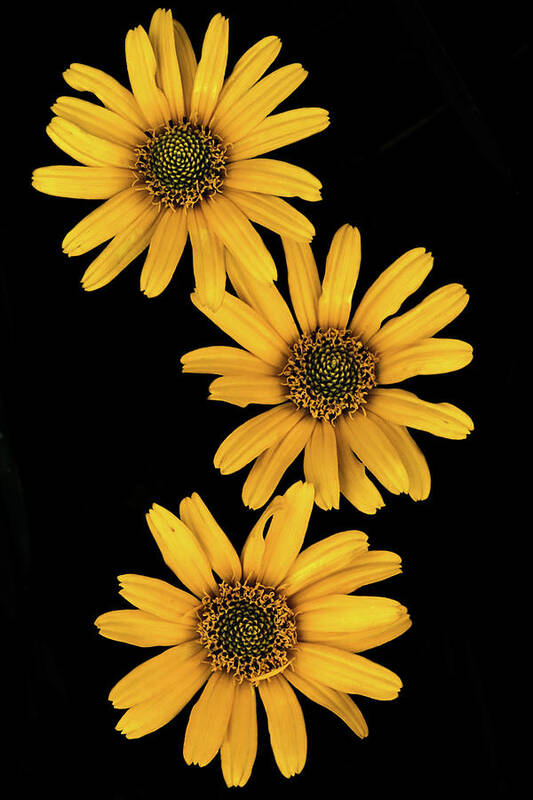 Yellow Poster featuring the photograph Three Sunflowers by Jeff Phillippi