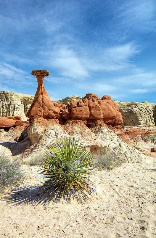 Toadstools Poster featuring the photograph Toadstools 3 by Deborah Penland