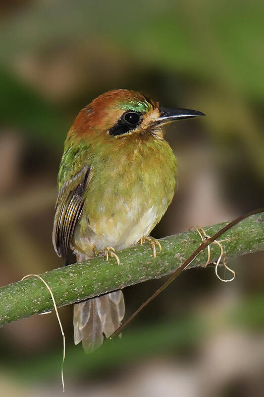 Neotropical Bird Poster featuring the photograph Tody Motmot by Alan Lenk