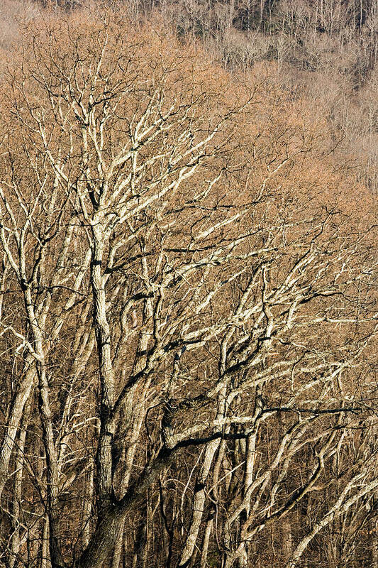 Forestabstract Poster featuring the photograph Tree Branch Patterns - Blue Ridge by Bill Gozansky