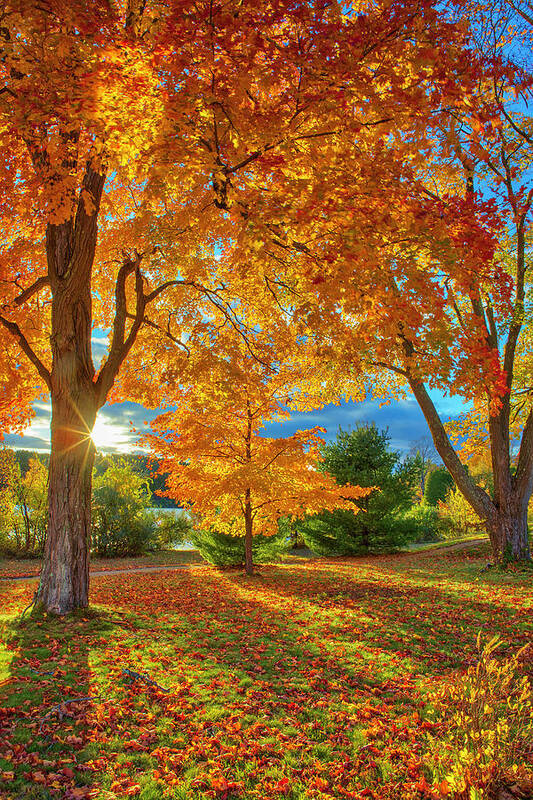 New England Fall Foliage Poster featuring the photograph Tree Magic by Juergen Roth