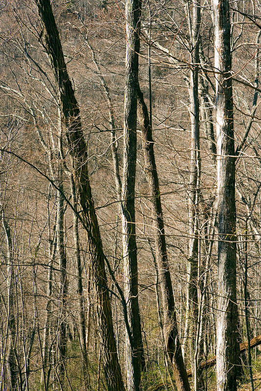 Forestabstract Poster featuring the photograph Tree Patterns - Pisgah National Forest by Bill Gozansky