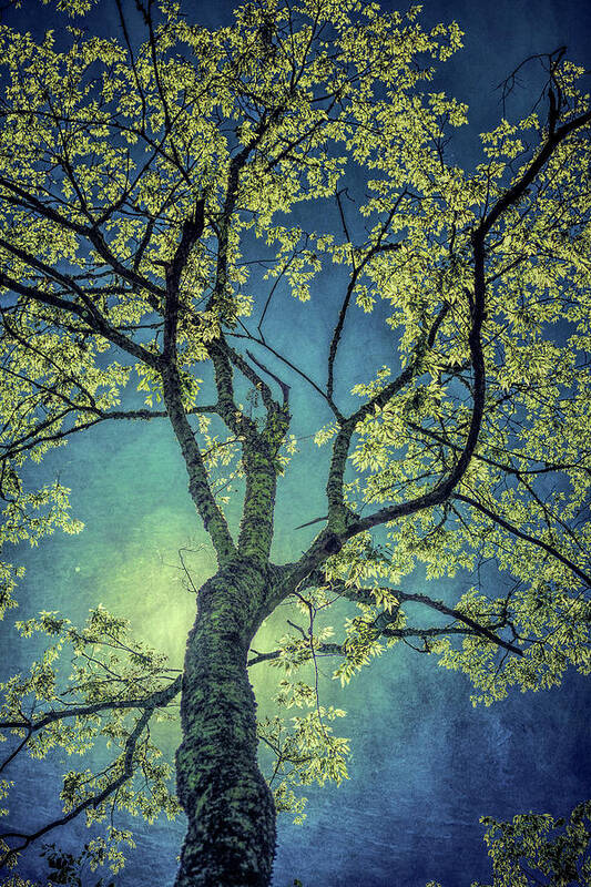 Nature Poster featuring the photograph Tree Tops 0945 by Donald Brown