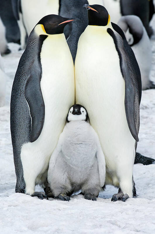 Emperor Penguin Poster featuring the photograph Two Adult Emperor Penguins And A Baby by Mint Images - David Schultz