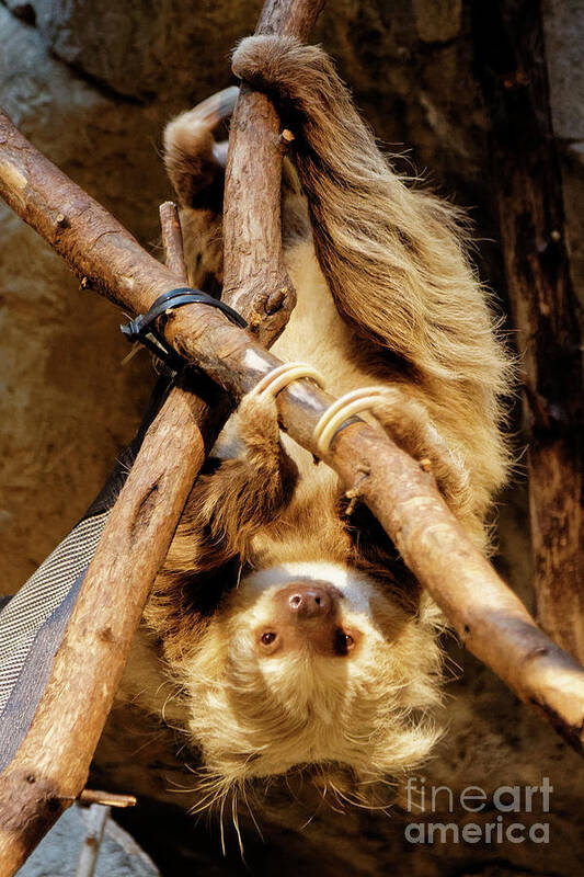 Sloth Poster featuring the photograph Two Toed Sloth by Natural Focal Point Photography