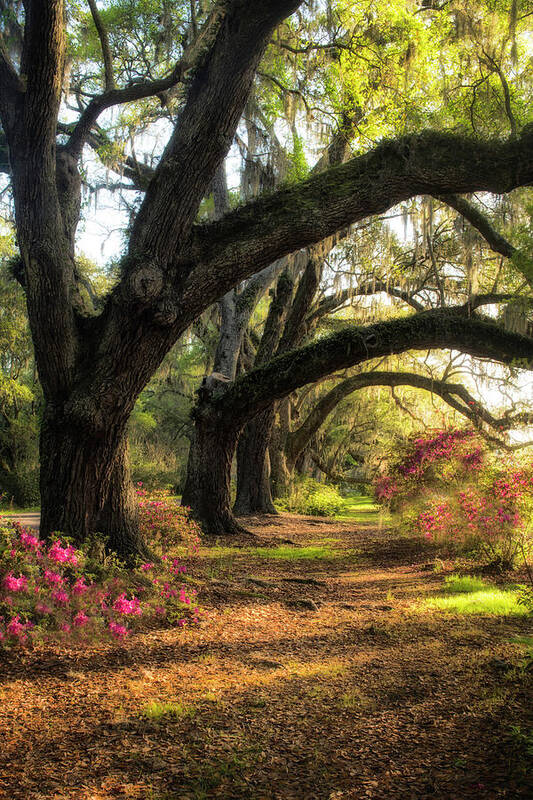 Photography Poster featuring the photograph Under The Live Oaks II by Danny Head