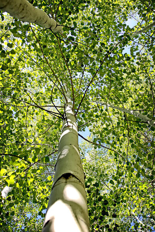 Nature Poster featuring the photograph Under the Tall Aspens by Lincoln Rogers