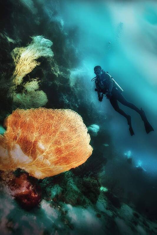 Underwater Poster featuring the photograph Underwater Beauty by Johannes Oei