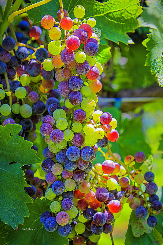 Grapes Poster featuring the photograph Veraison by Dale R Carlson