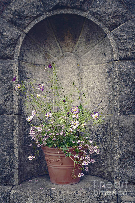 Terracotta Poster featuring the photograph Vintage flower pot in stone alcove by Sophie McAulay