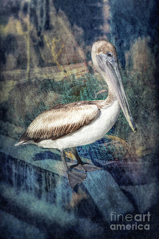 Pelican Poster featuring the photograph Waiting and Watching by Lynn Sprowl