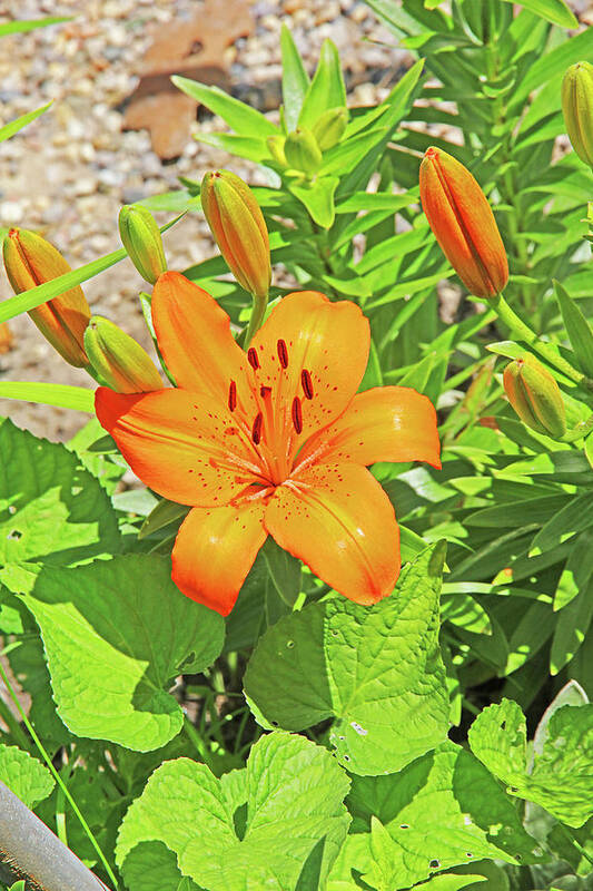  Up Tiger Lilly Orange Pods Stamen Green Leaf And Gravel Background Poster featuring the photograph What's Up Tiger Lilly orange pods stamen green leaf and gravel background 2 6272019 5852. by David Frederick