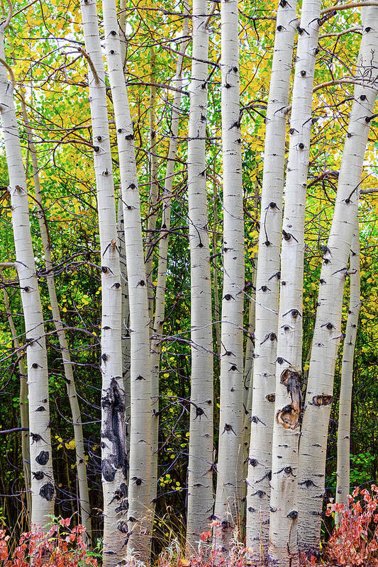Aspen Trees Poster featuring the photograph White Bark Golden Forest by James BO Insogna