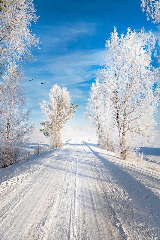 Snow Poster featuring the photograph White Morning by Philippe Sainte-Laudy