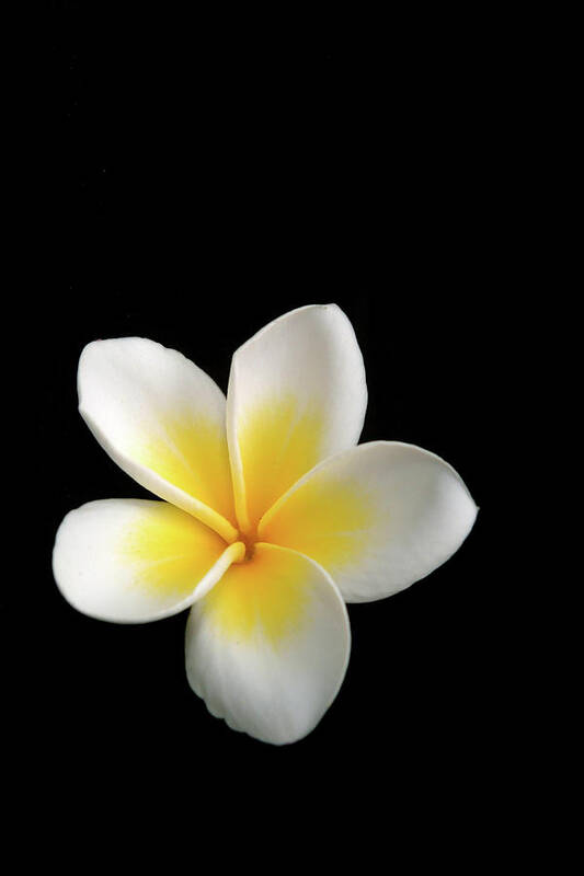 Black Color Poster featuring the photograph White On Black Plumeria by Rodkosmos