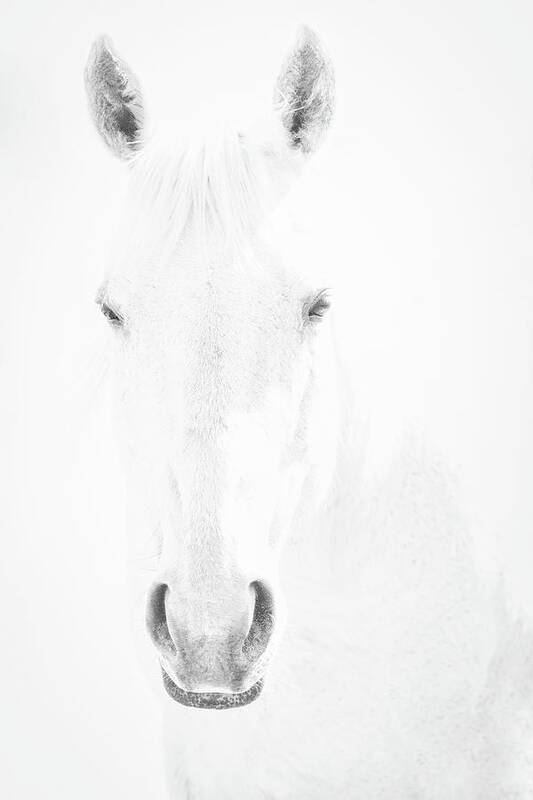 Horse Poster featuring the photograph White on White by Denise LeBleu