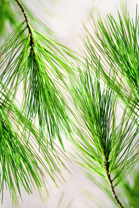 White Pine Poster featuring the photograph White Pine Needles by Christina Rollo