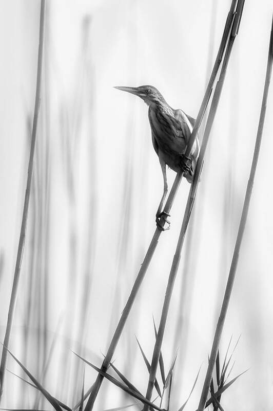 Heron Poster featuring the photograph White by Violeta Milutinovic