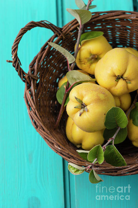 Quince Poster featuring the photograph Wickerbasket Of Quinces by Westend61