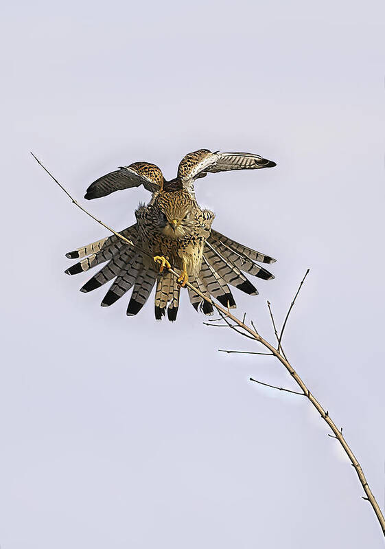 Commonkestrel Poster featuring the photograph Wings Testing by Patrick Arrigo