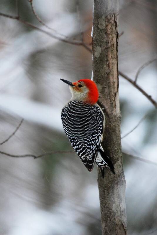 Red Bellied Woodpecker Poster featuring the photograph Winter Visitor by Sonja Jones