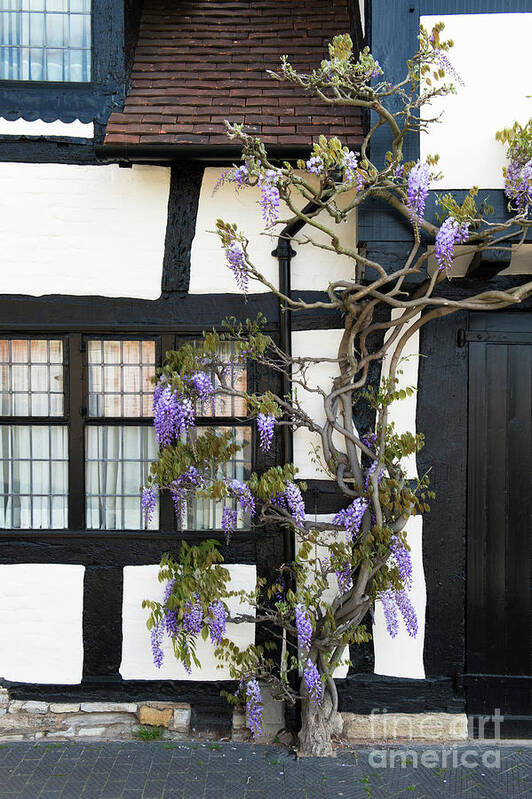 Wisteria Poster featuring the photograph Wisteria Cottage Stratford Upon Avon by Tim Gainey