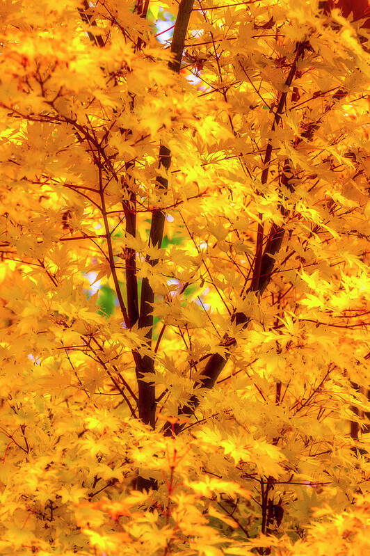 Yellow Poster featuring the photograph Yellow Autumn Leaves by Garry Gay