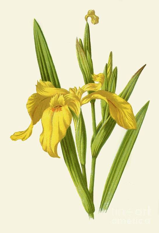 White Background Poster featuring the drawing Yellow Iris by Print Collector