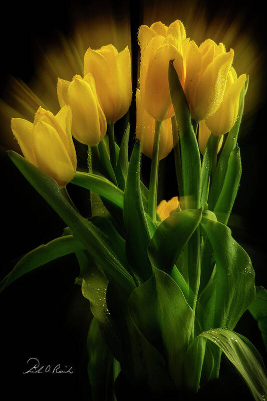 Tulips Poster featuring the photograph Yellow Tulips in the Wind by Frederic A Reinecke