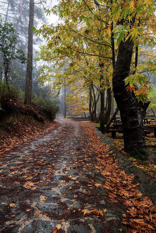 Autumn Poster featuring the photograph Autumn landscape with trees and Autumn leaves on the ground after rain #2 by Michalakis Ppalis