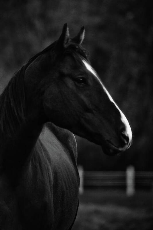 Horse Black Beauty Animal Majestic Horses Poster featuring the photograph Black Beauty #1 by Denise LeBleu