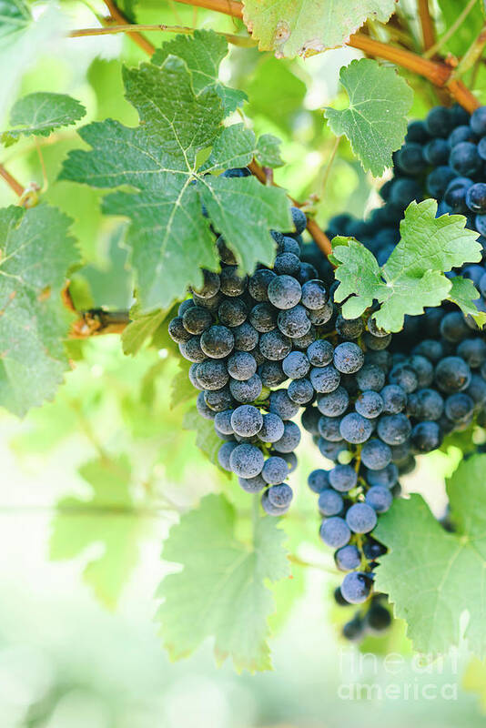 Grape Poster featuring the photograph Closeup of fresh purple grape on branch in vineyard. #1 by Jelena Jovanovic