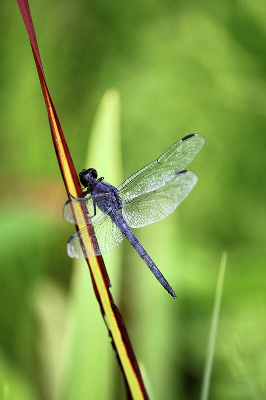 Insect Poster featuring the photograph Dragonfly9224 #1 by Carolyn Stagger Cokley