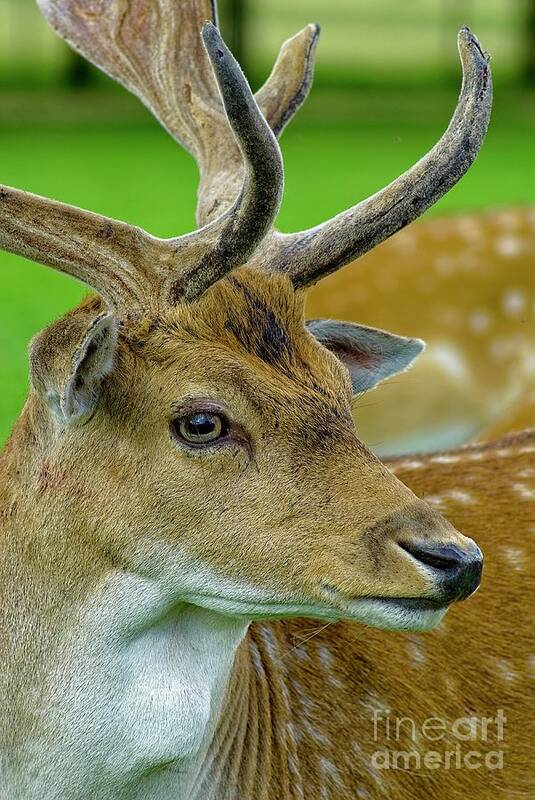 Deer Poster featuring the photograph Fallow Deer Stag Portrait #1 by Martyn Arnold