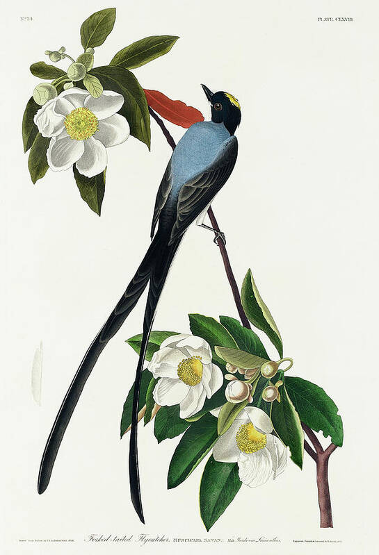 Audubon Birds Poster featuring the drawing Fork-tailed Flycatcher #1 by John James Audubon