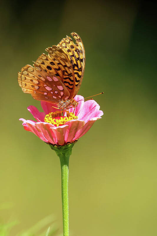 Fritillary Poster featuring the photograph Fritillary #1 by Brook Burling