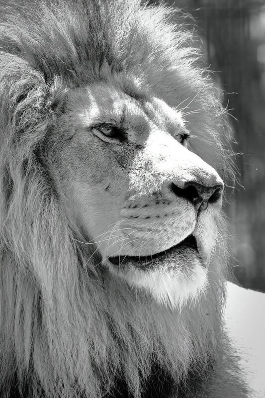 Lion Poster featuring the photograph Is This My Good Side #1 by Lens Art Photography By Larry Trager