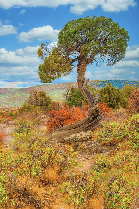 Juniper Tree Poster featuring the photograph Juniper Tree, Black Canyon of the Gunnison National Park, Colorado by Tom Potter