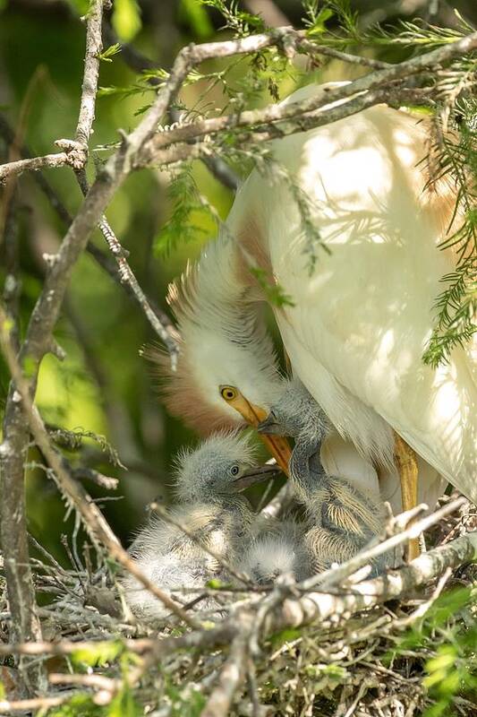 Cattle Egret Poster featuring the photograph Mom and Chicks #1 by Dorothy Cunningham