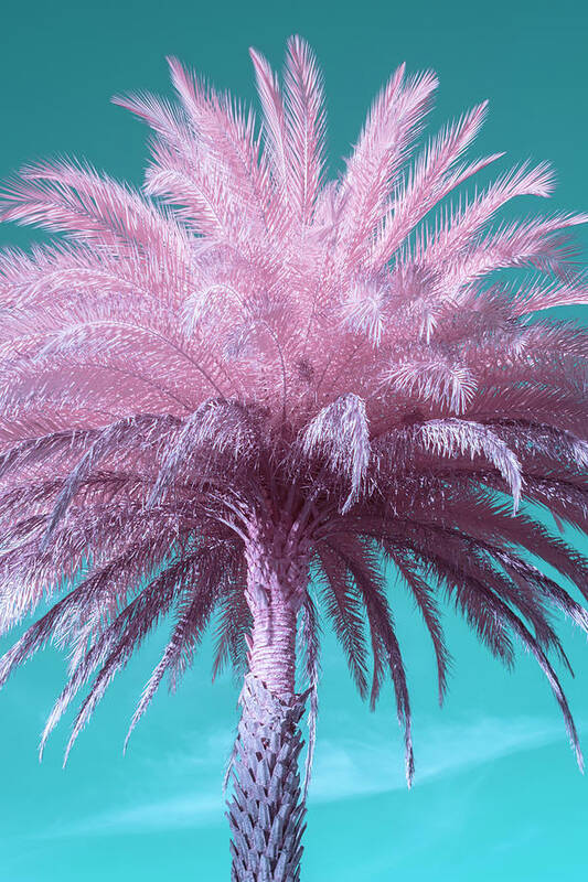 Palm Poster featuring the photograph Palm Tree #1 by Carolyn Hutchins