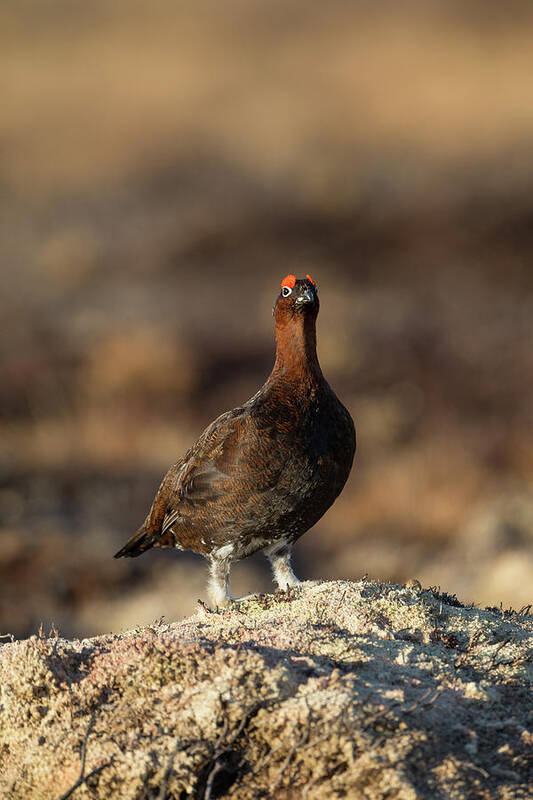 Red Poster featuring the photograph Red Grouse #1 by Pete Walkden