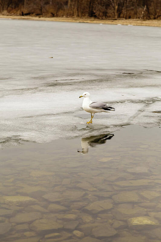 Larus Poster featuring the photograph Ring-billed Gull reflection #1 by SAURAVphoto Online Store