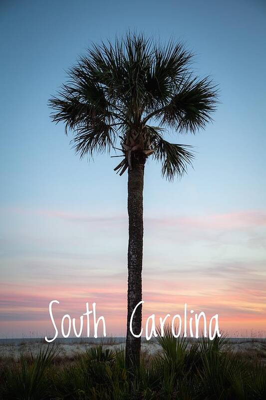 Tree Poster featuring the photograph SC Palmetto Tree #1 by Cindy Robinson